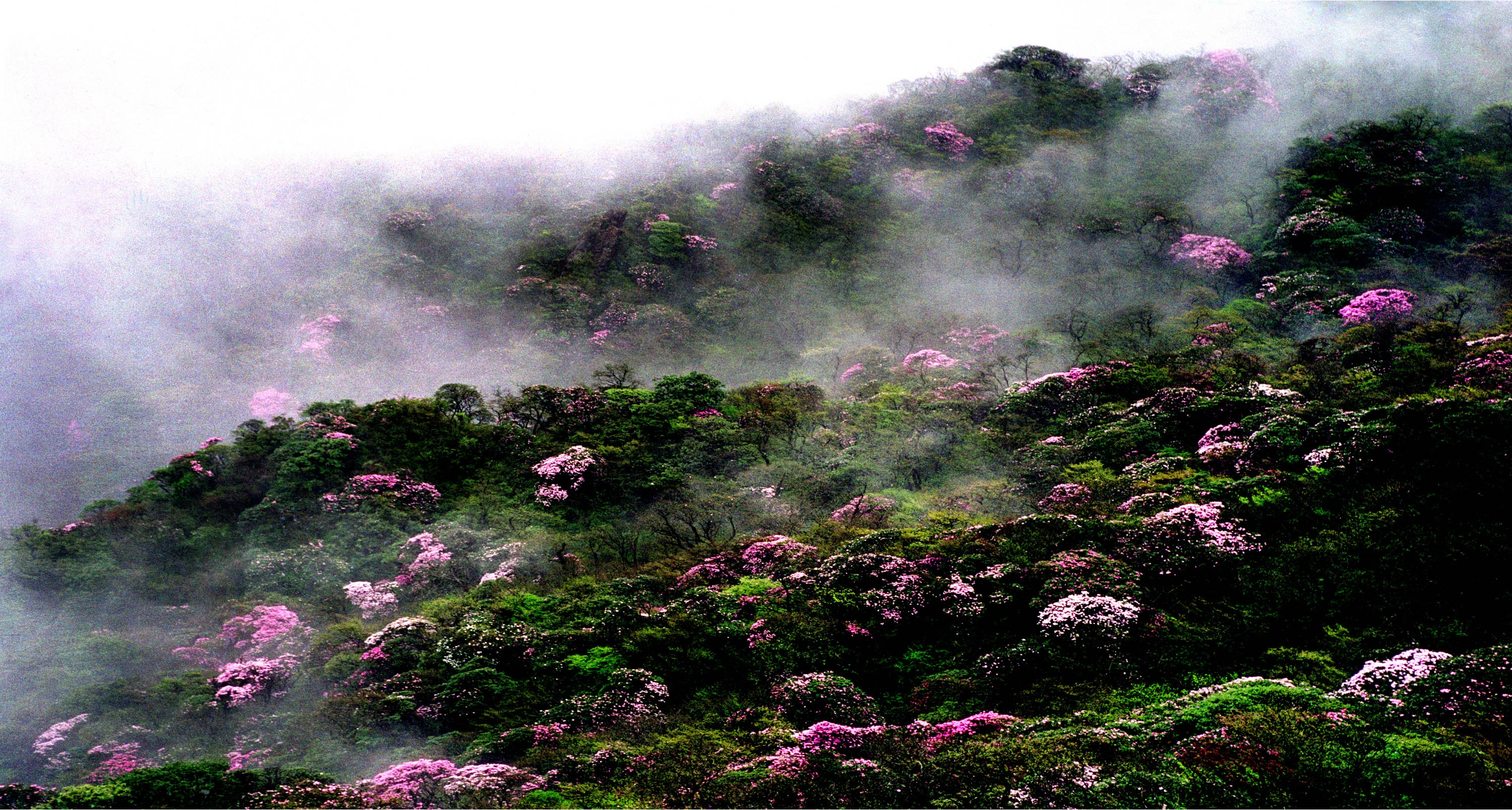 Blossoming flowers on Mount Fanjing