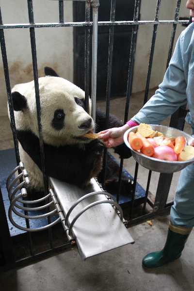 CHINA-SHANGHAI-ZOO ANIMALS-LUNAR NEW YEAR-FESTIVAL FEED (CN)