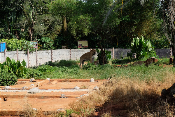 Hainan's kingdom of animals and tropical plants