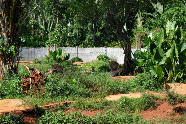 Hainan's kingdom of animals and tropical plants