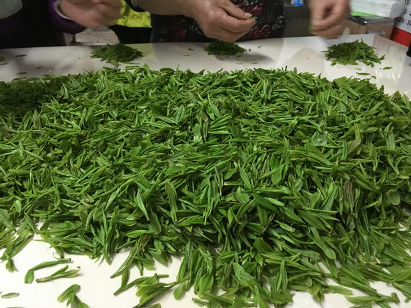 The beauty of China’s spring teas