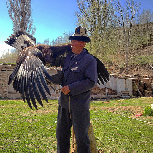 Hunting foxes with eagles